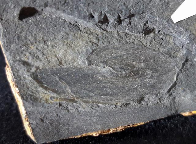 Crickites sahlgrundensis MATERN 1931 - Bild © FossNet FossilienStore